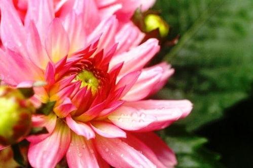 娱乐吃瓜酱一半是植物人,揭秘娱乐吃瓜酱背后的绿色秘密 第3张 娱乐吃瓜酱一半是植物人,揭秘娱乐吃瓜酱背后的绿色秘密 第3张